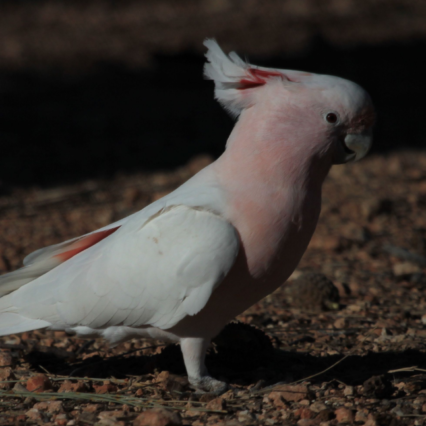 major mitchells cockatoo