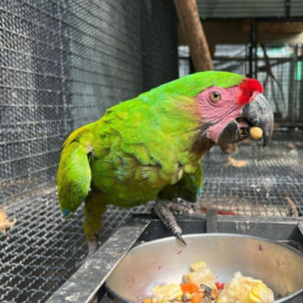 military macaw