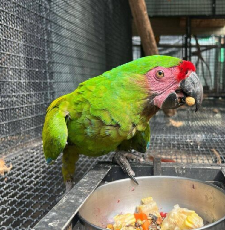 military macaw