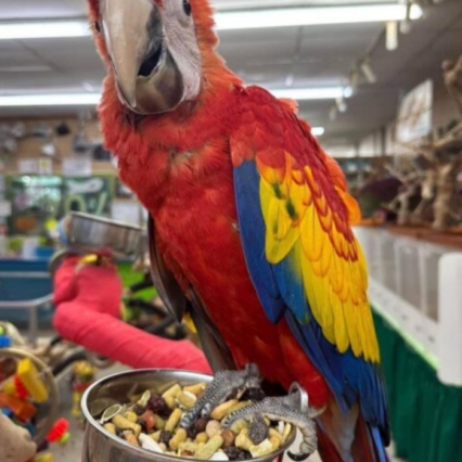 Scarlet Macaw