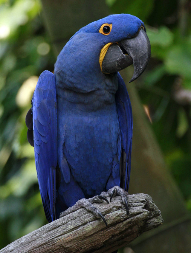 hyacinth macaw for sale- Parrot Palace