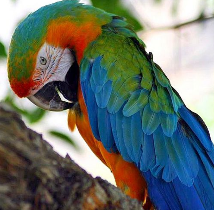 Harlequin Macaw