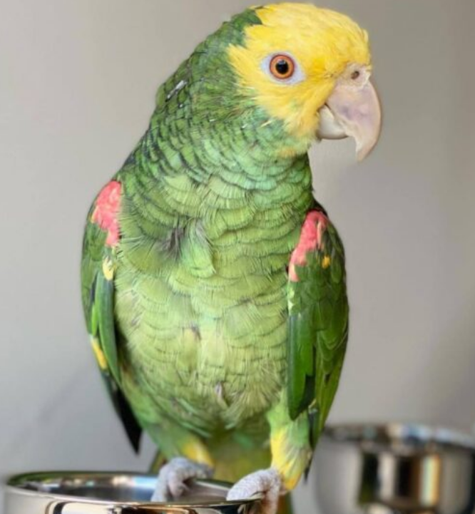 Double Yellow Headed Amazon- Parrot Palace