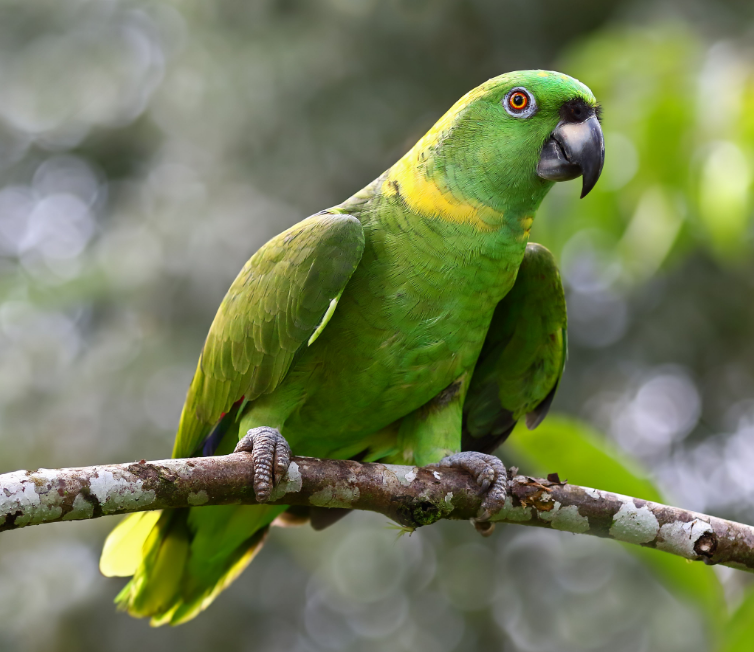 Yellow Naped Amazon