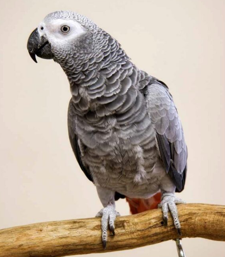 African Grey Congo- Parrot Palace