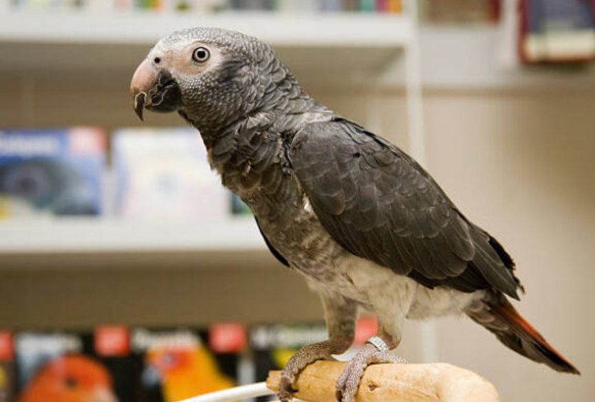 Timneh African Grey Parrot - Image 4