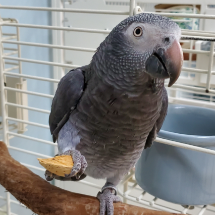 african grey timneh- Parrot Palace