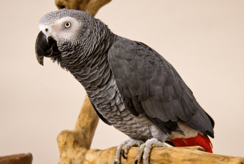 Timneh African Grey Parrot - Image 2