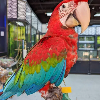 Green Winged Macaw