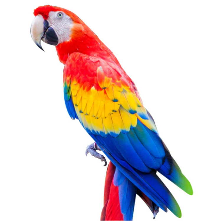 Scarlet Macaw For Sale