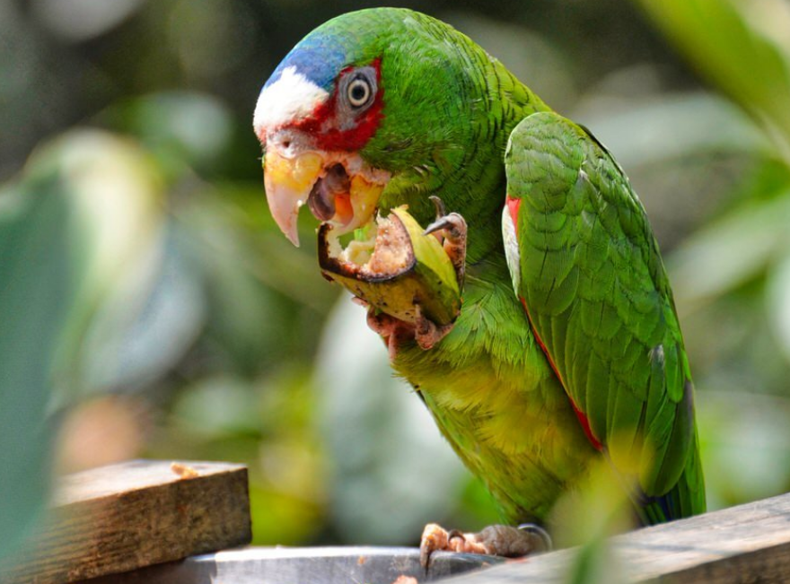 white fronted amazon parrot