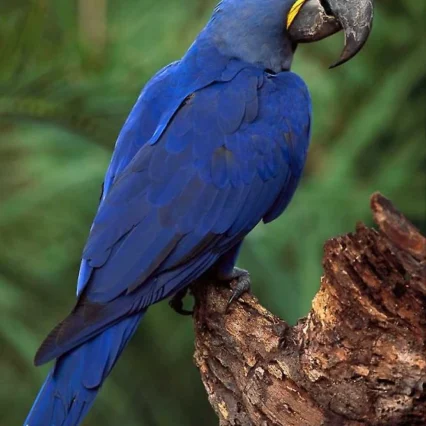 hyacinth macaw parrot for sale