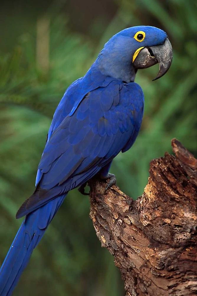 hyacinth macaw parrot for sale