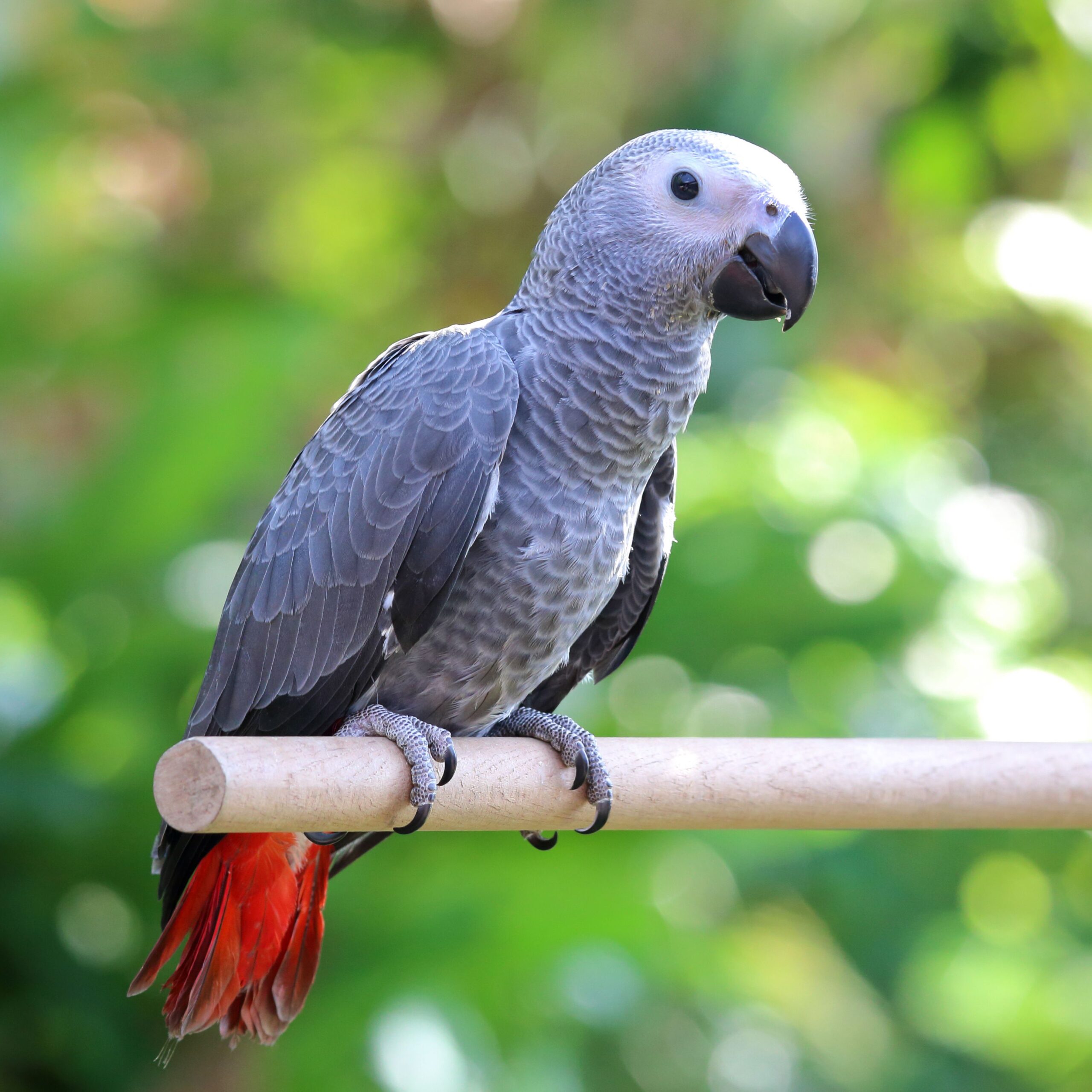 African Grey Parrot for Sale